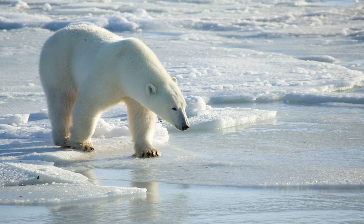 La desaparición de osos polares de la bahía de Hudson podría ser "inminente", advierten