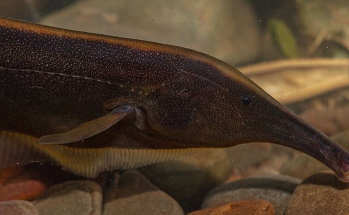 Descubren 35 especies de peces potencialmente nuevas para la ciencia 