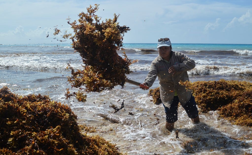 Presencia de sargazo en playas yucatecas aleja a turistas