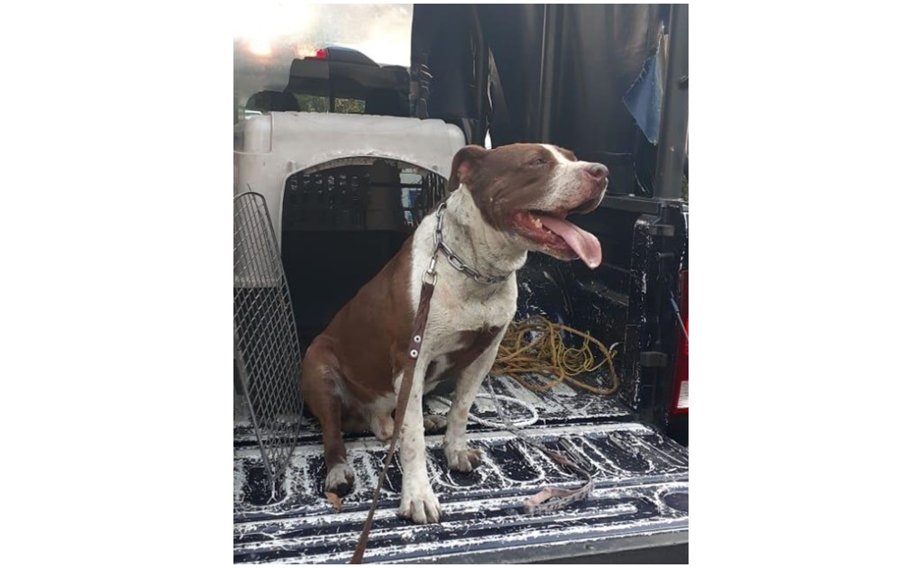 Perro de raza Pitbull ataca a menor de 2 años en Tlalpan