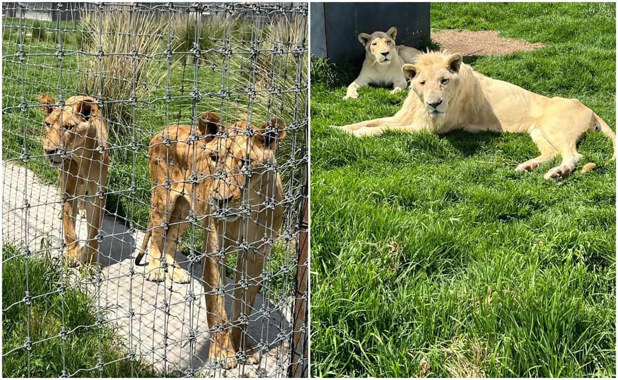 Alistan traslado de felinos rescatados a zoológicos de León, Morelia, Culiacán, Guadalajara y Edomex