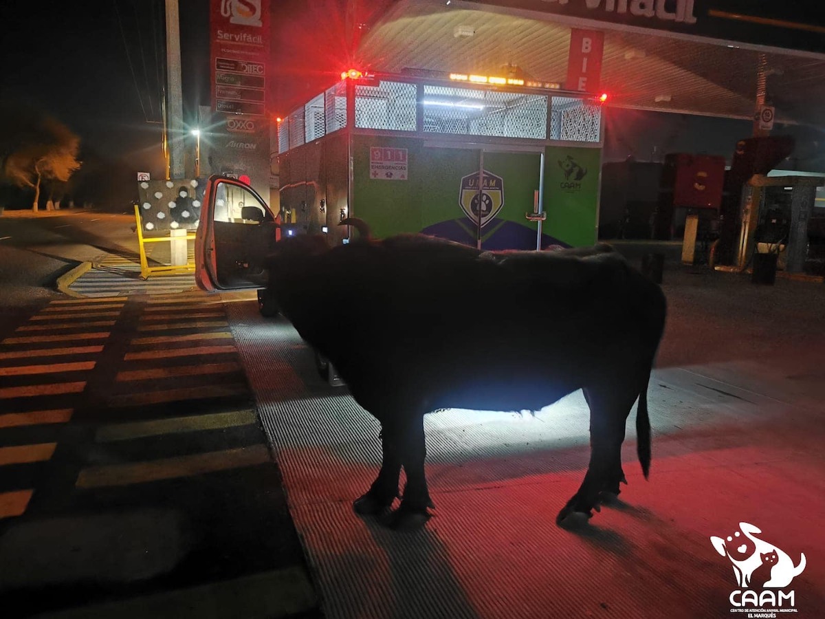 Un búfalo deambuló por varias horas en las calles de Querétaro