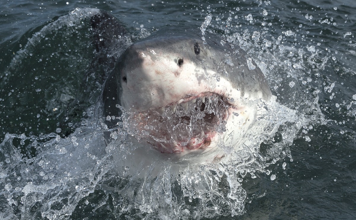 Detectan tiburones con rastros de cocaína, ¿cómo se intoxicaron?