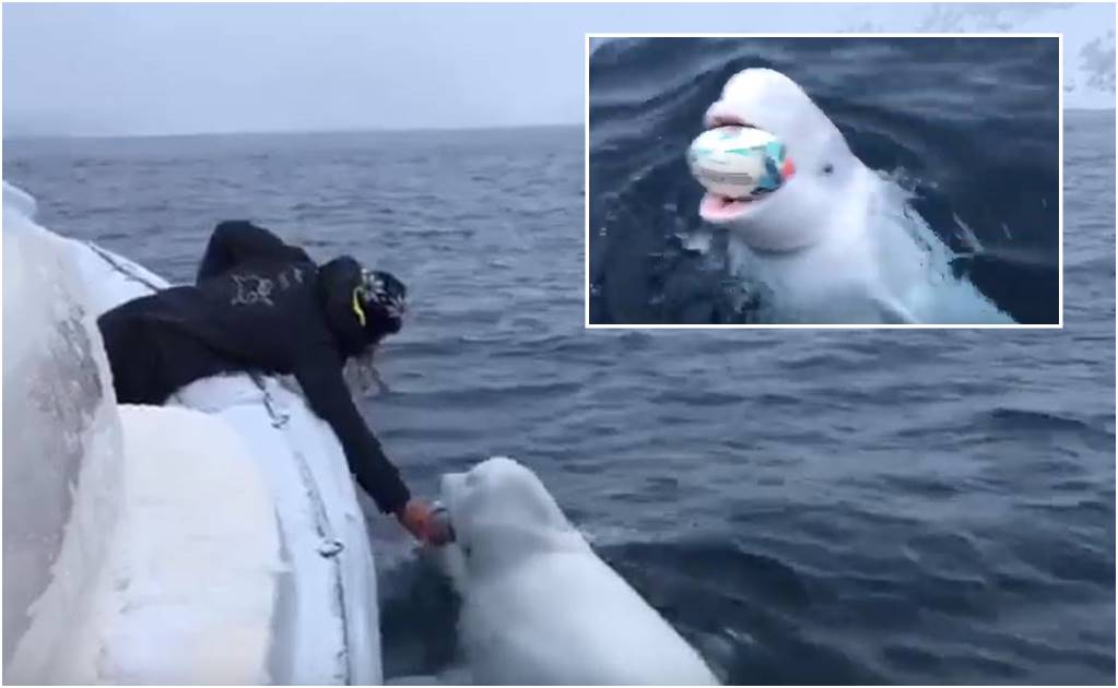 Beluga juega con balón de rugby; se hace viral 