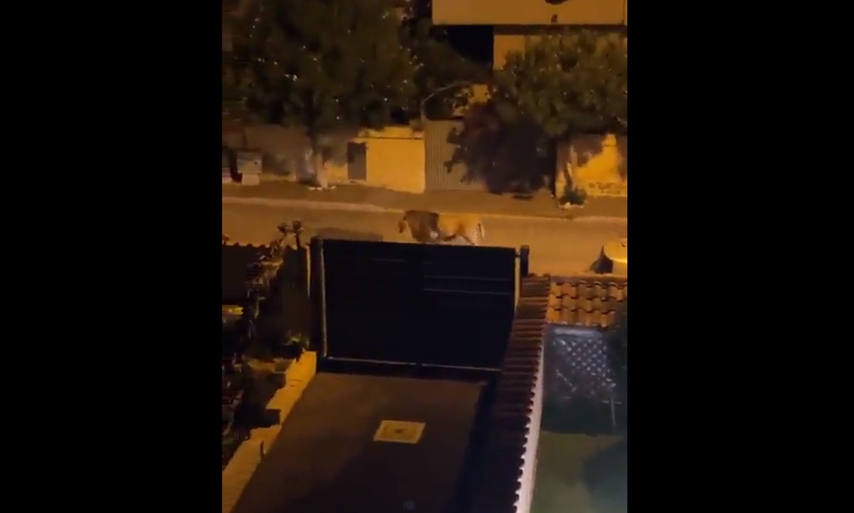 VIDEOS: León escapa de un circo en Italia; ya lo capturaron