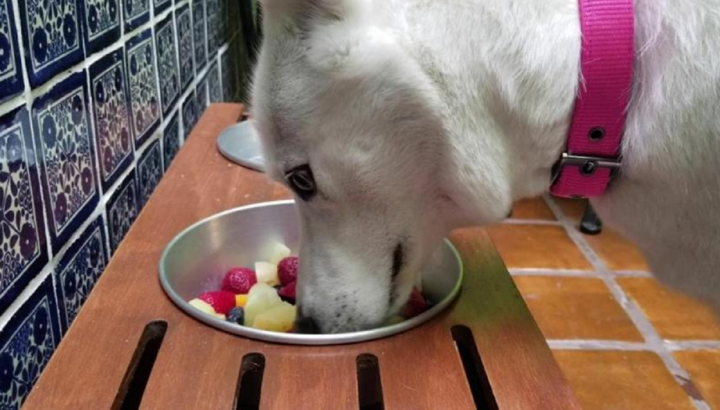 Crean croquetas veganas para perros