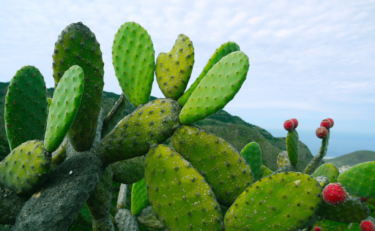 Cómo comer nopal para evitar la cruda