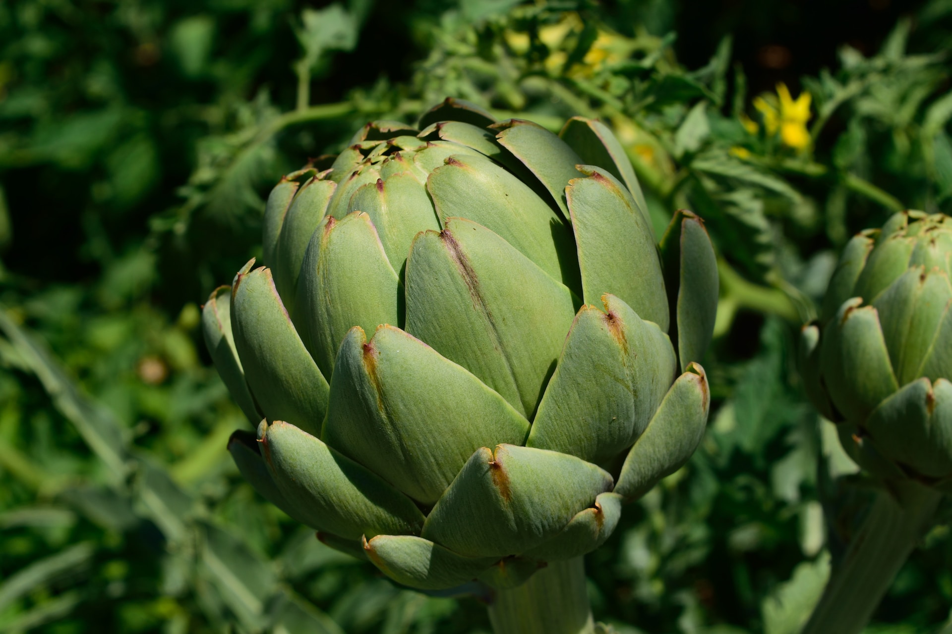 Té de alcachofa para controlar la presión arterial 