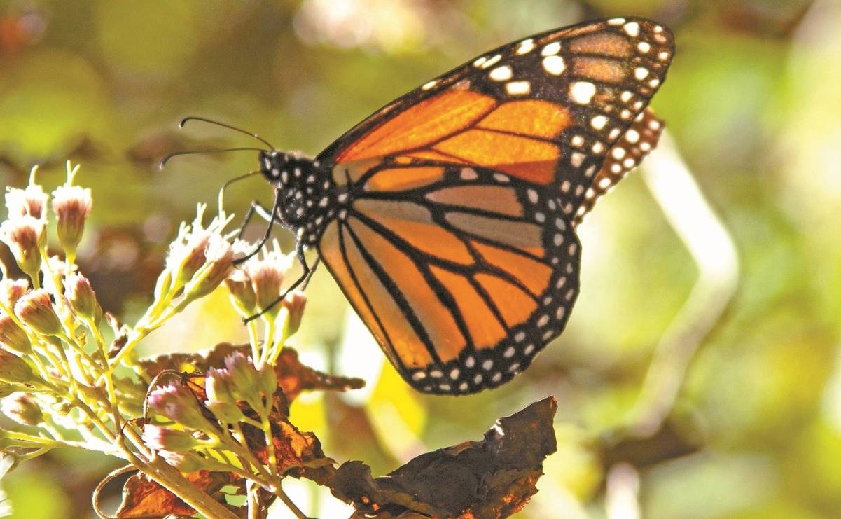 Ven baja de hasta 26% de mariposas monarca que llegaron a México para hibernar