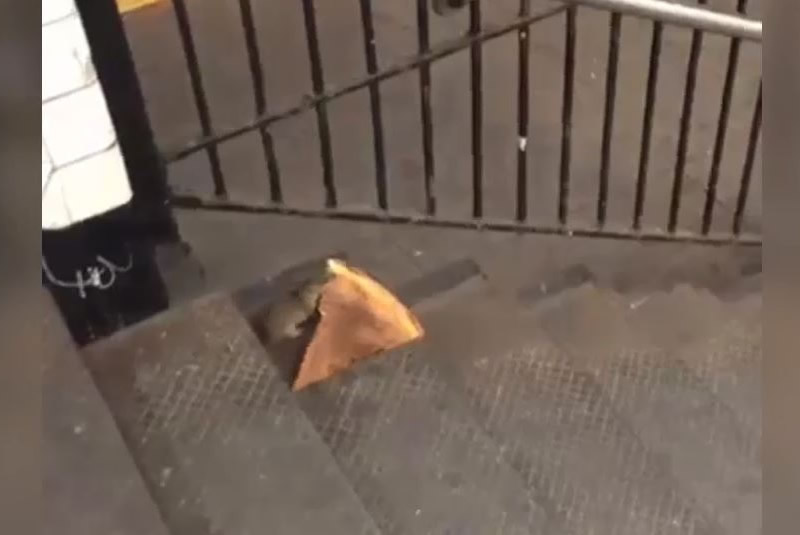 Rata se vuelve sensación en Twitter por robar pizza