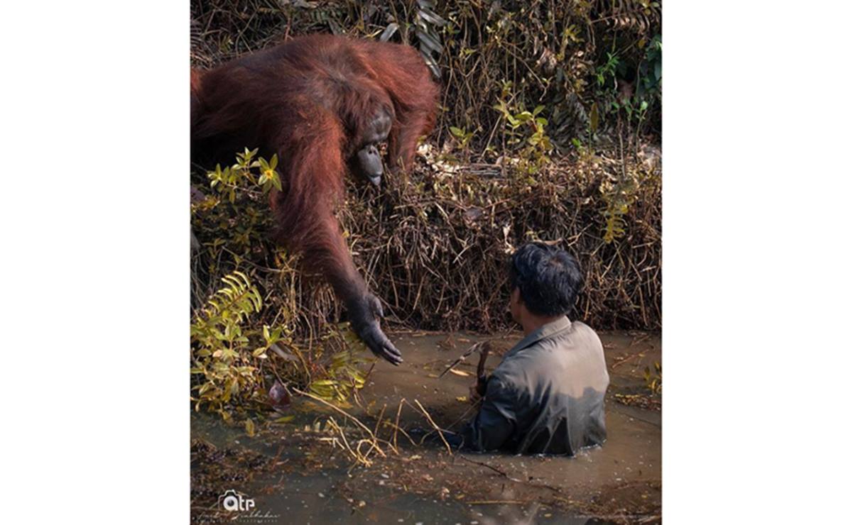 ¿Puedo ayudarte?; orangután tiende la mano a hombre en Indonesia