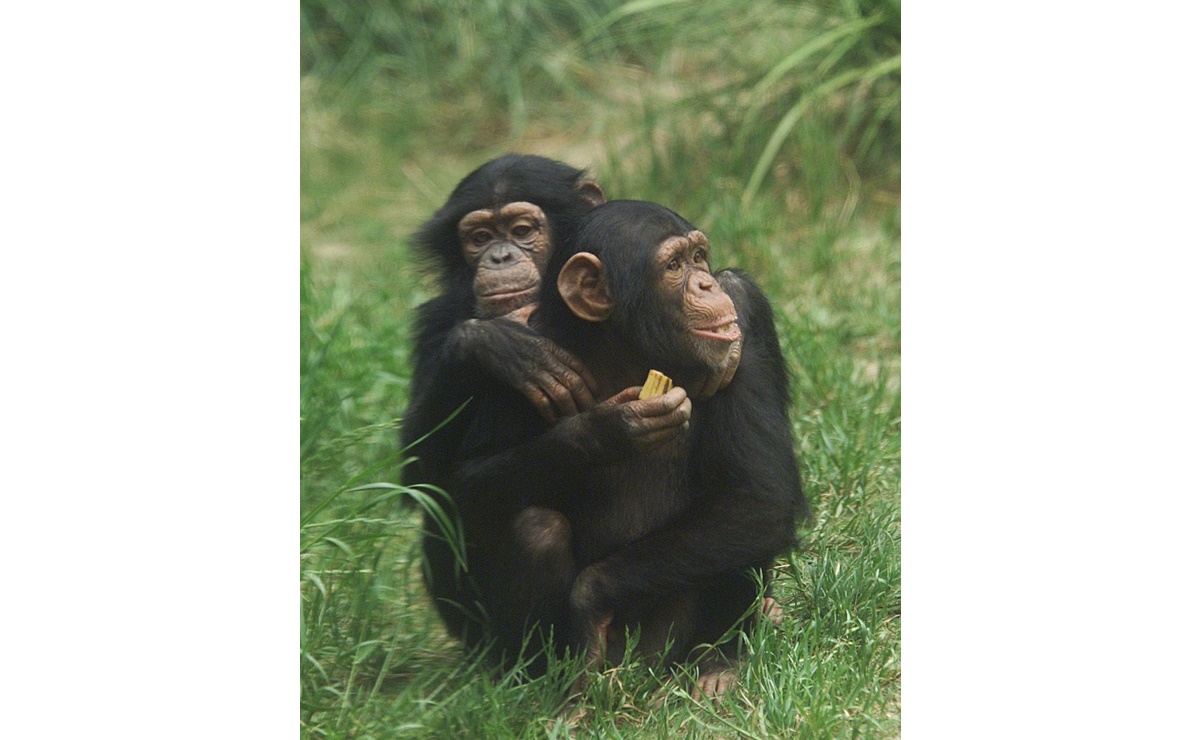 Chimpancés logran superar el estrés causado por la muerte de su madre: Estudio