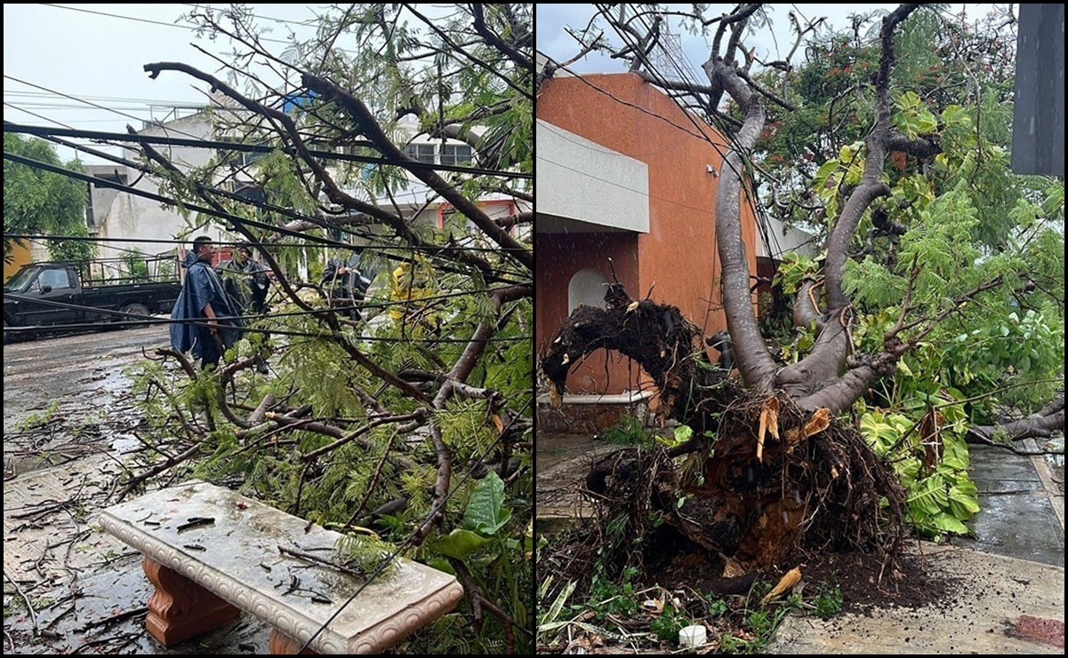 Fuertes ráfagas de viento dejan árboles caídos y apagones en varios puntos de Mérida