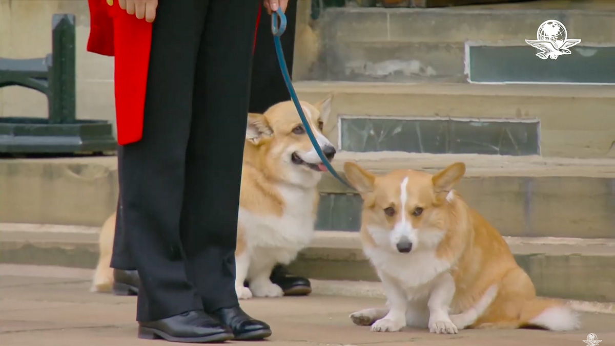 Los corgis de la reina Isabel II también están presentes en el funeral de la monarca