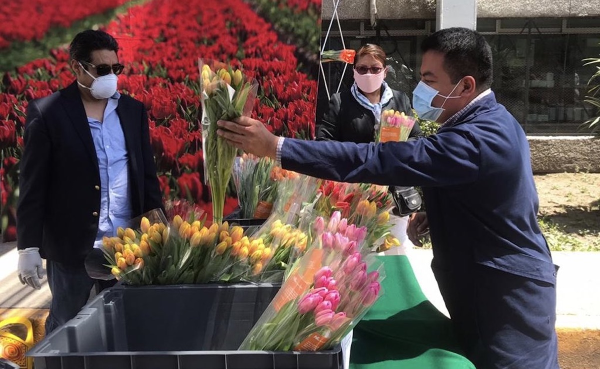 Reino de los Países Bajos regala tulipanes a personal médico del IMSS