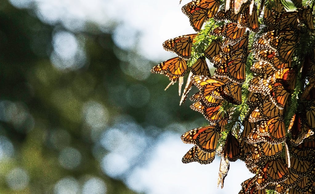 Mexico launches app to monitor monarch butterflies