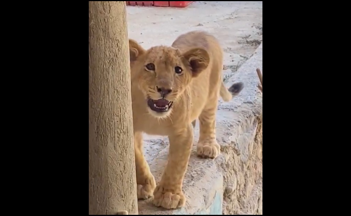 Aseguran cachorro de león en un domicilio de Guadalajara