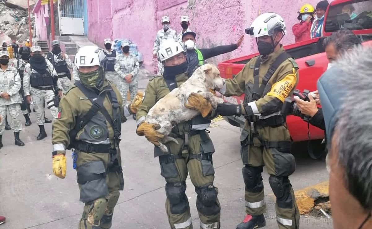 Rescatan perrito entre escombros de la “zona cero” del Cerro del Chiquihuite