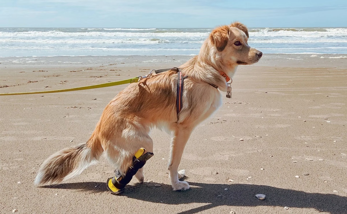 Nemo argentino: La historia del perrito discapacitado que ha conmocionado en redes