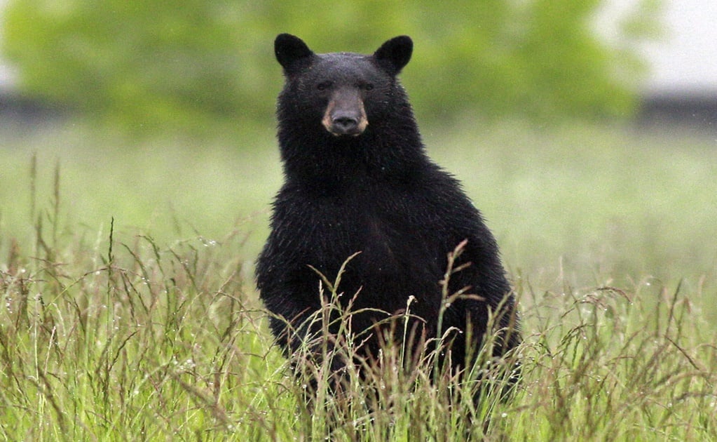 Over-friendly black bear caught by Mexico wildlife officials in Nuevo León