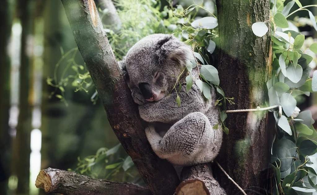 Australia declara a los Koalas como especies en peligro de extinción 