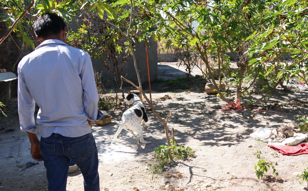 Sacrifican a “Guarumo”, perro que atacó a bebé en Oaxaca