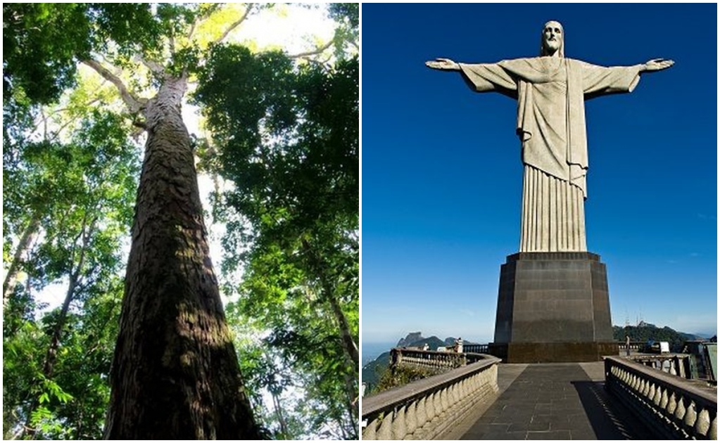 Identifican al árbol más alto del Amazonas; su tamaño supera al Cristo Redentor