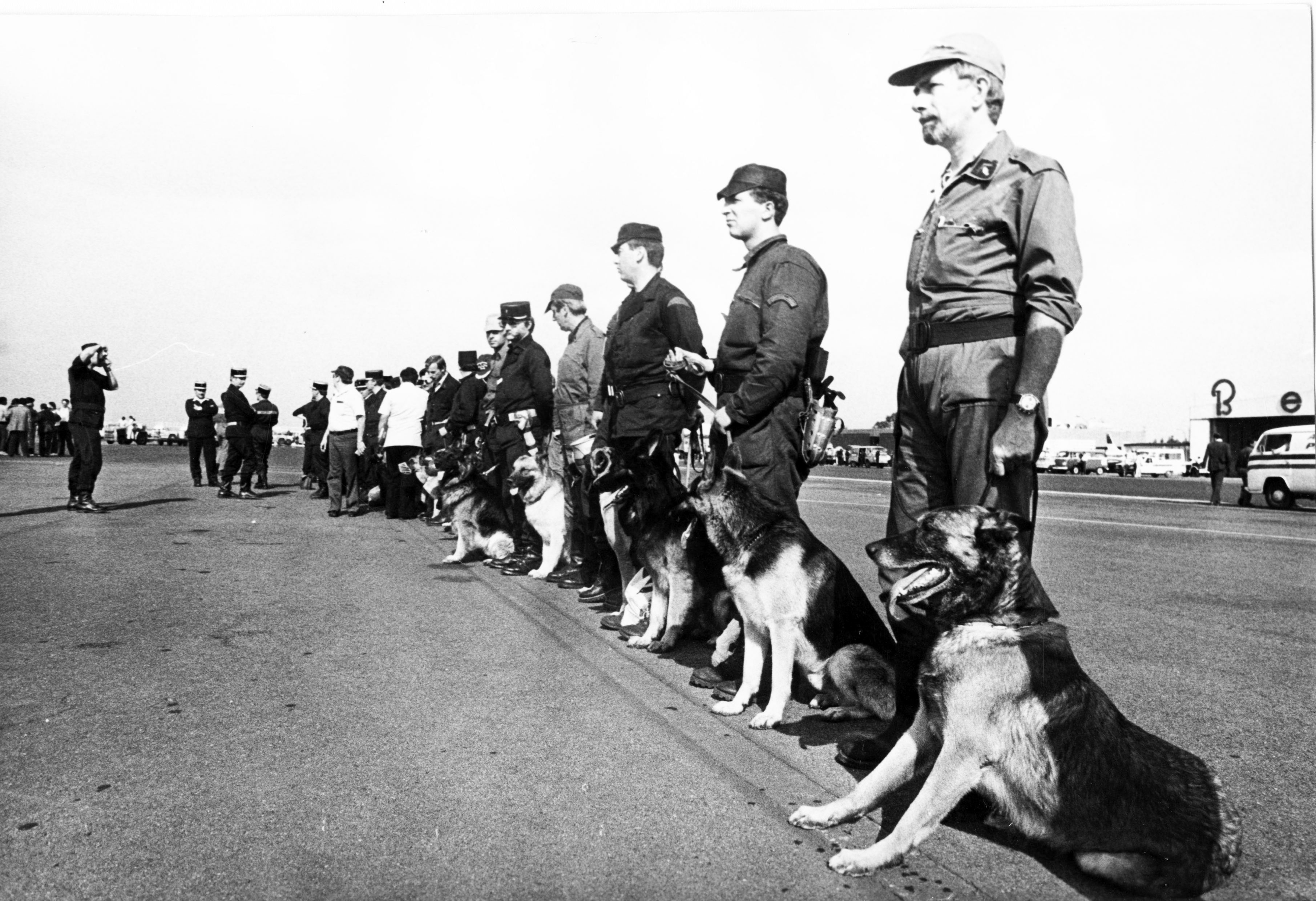 Antes de Frida: los héroes caninos del 85