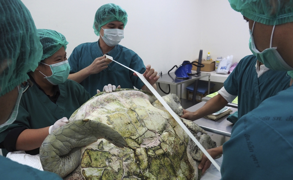 Extraen 915 monedas a una tortuga marina en Tailandia
