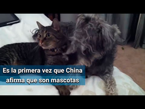 Perros y gatos salen de la lista de animales comestibles en China