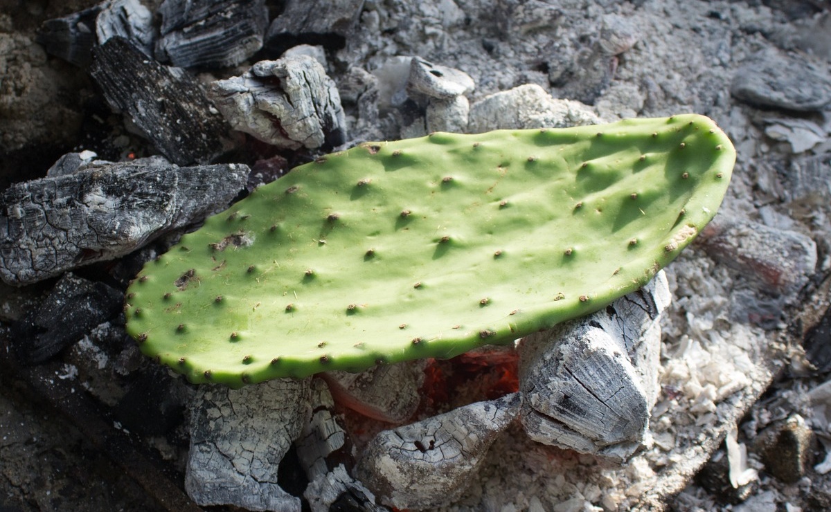 Estas son las propiedades curativas del nopal