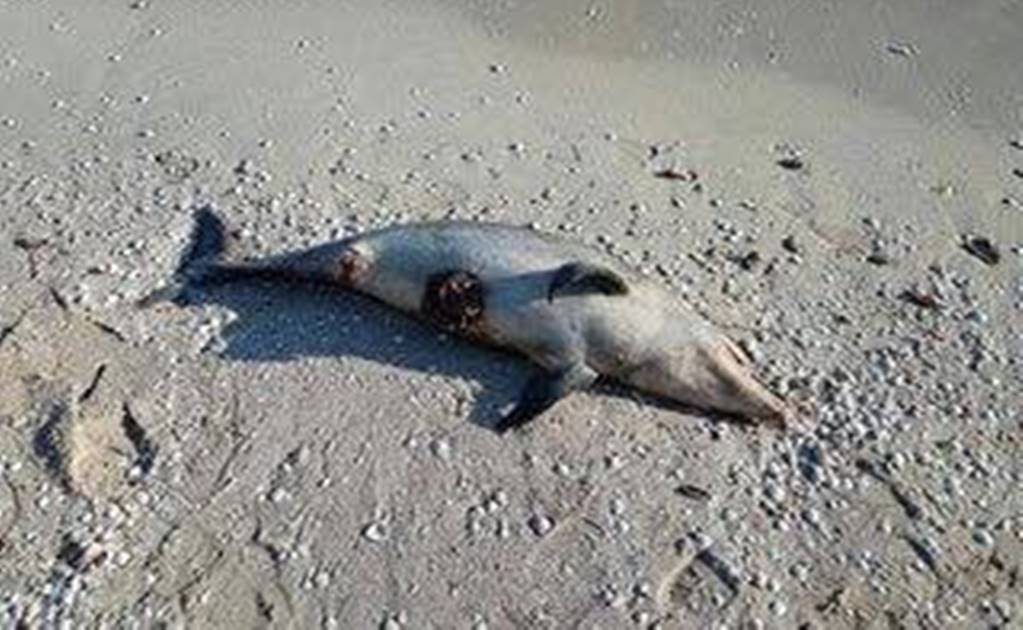 Hallan delfín muerto en playas de Yucatán