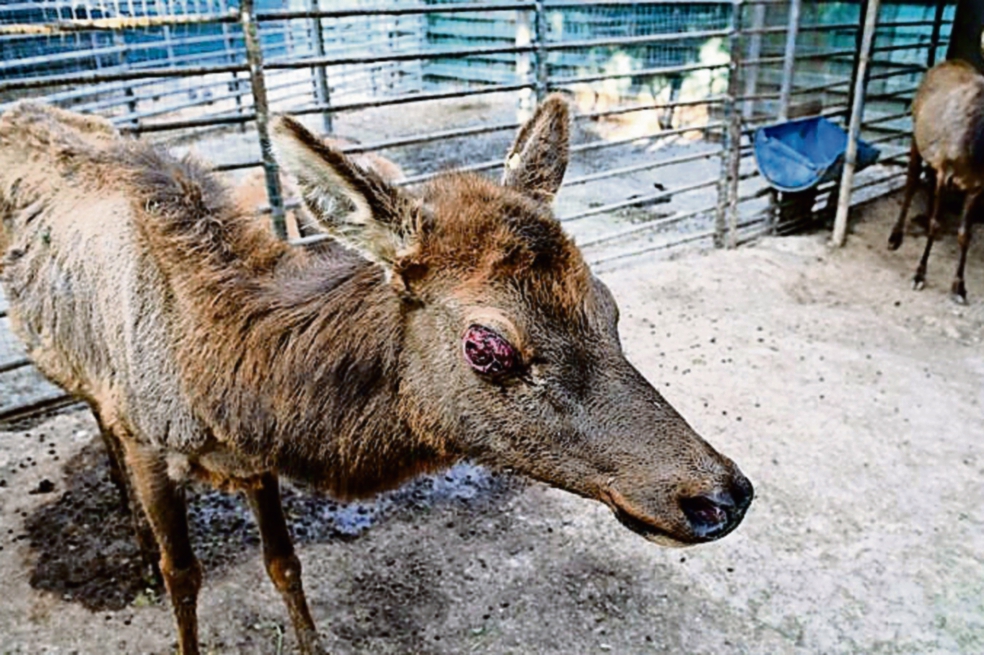 Busca Profepa clausuar zoo de diputado