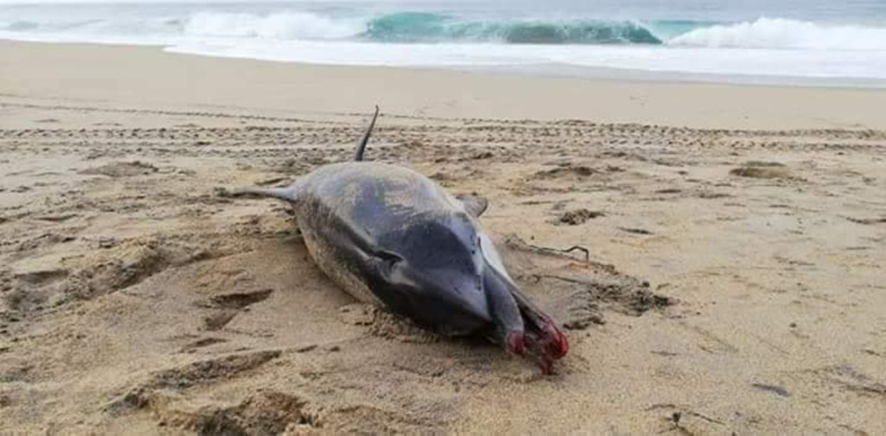 Con golpes, hallan a delfín muerto en playa de Oaxaca