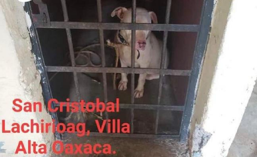 Encarcelan a perro pitbull en Oaxaca; autoridades quieren matarlo por considerarlo peligroso