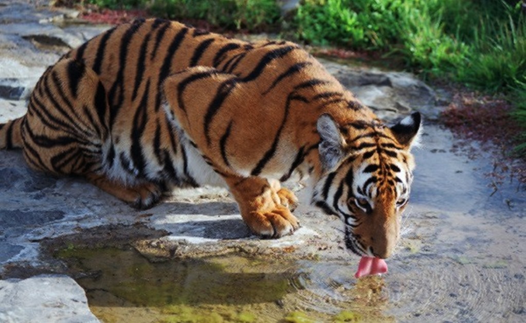 China envía ADN de tigre al espacio para conservar sus genes