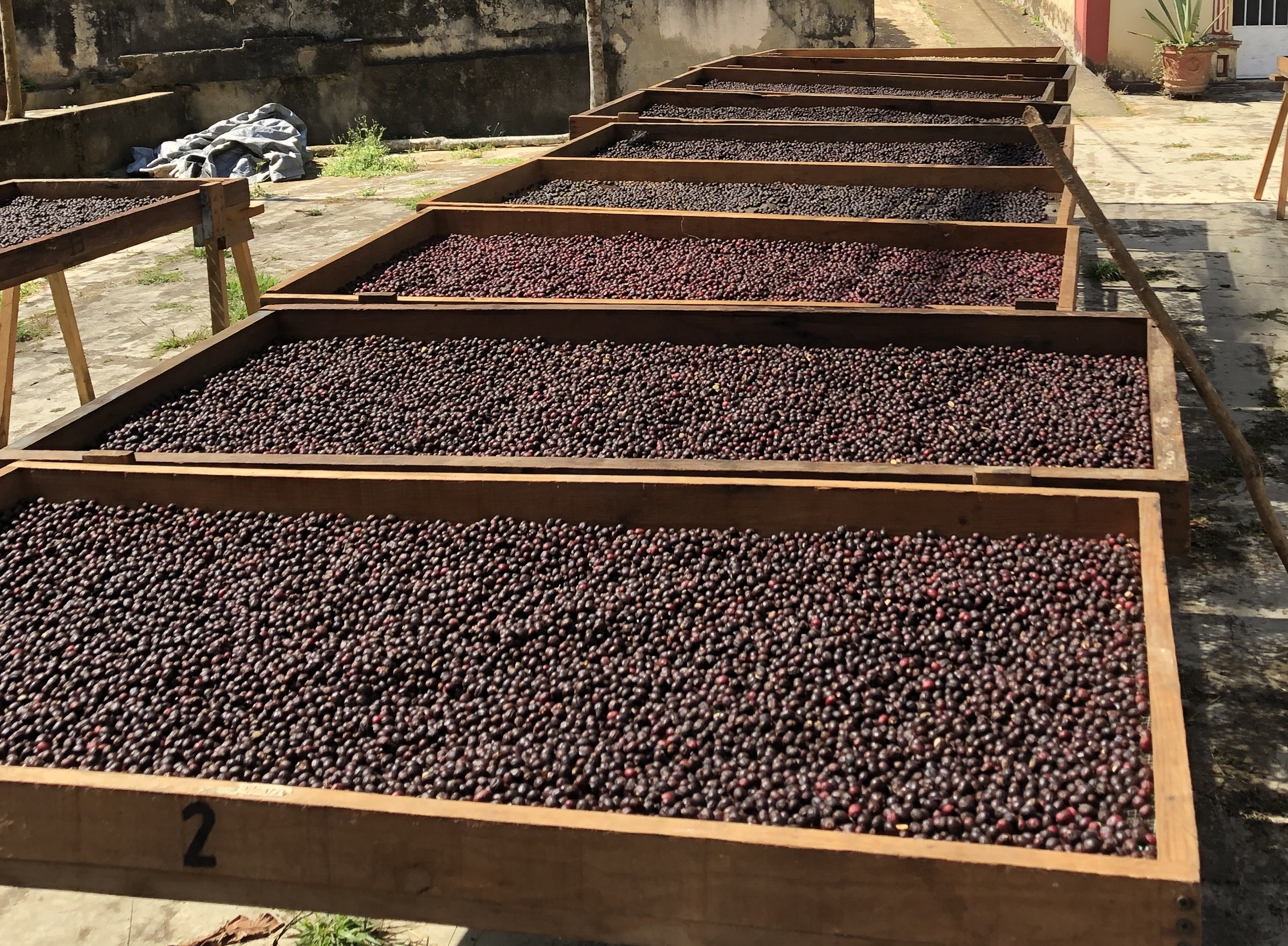 Empresarios de Guatemala afirman que China les prohibió exportar café y macadamia