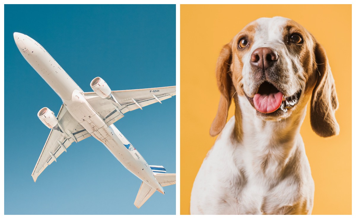 Requisitos para viajar con tu mascota en avión