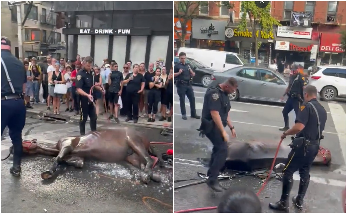 Colapsa caballo de carruaje turístico en Nueva York y conductor lo golpea