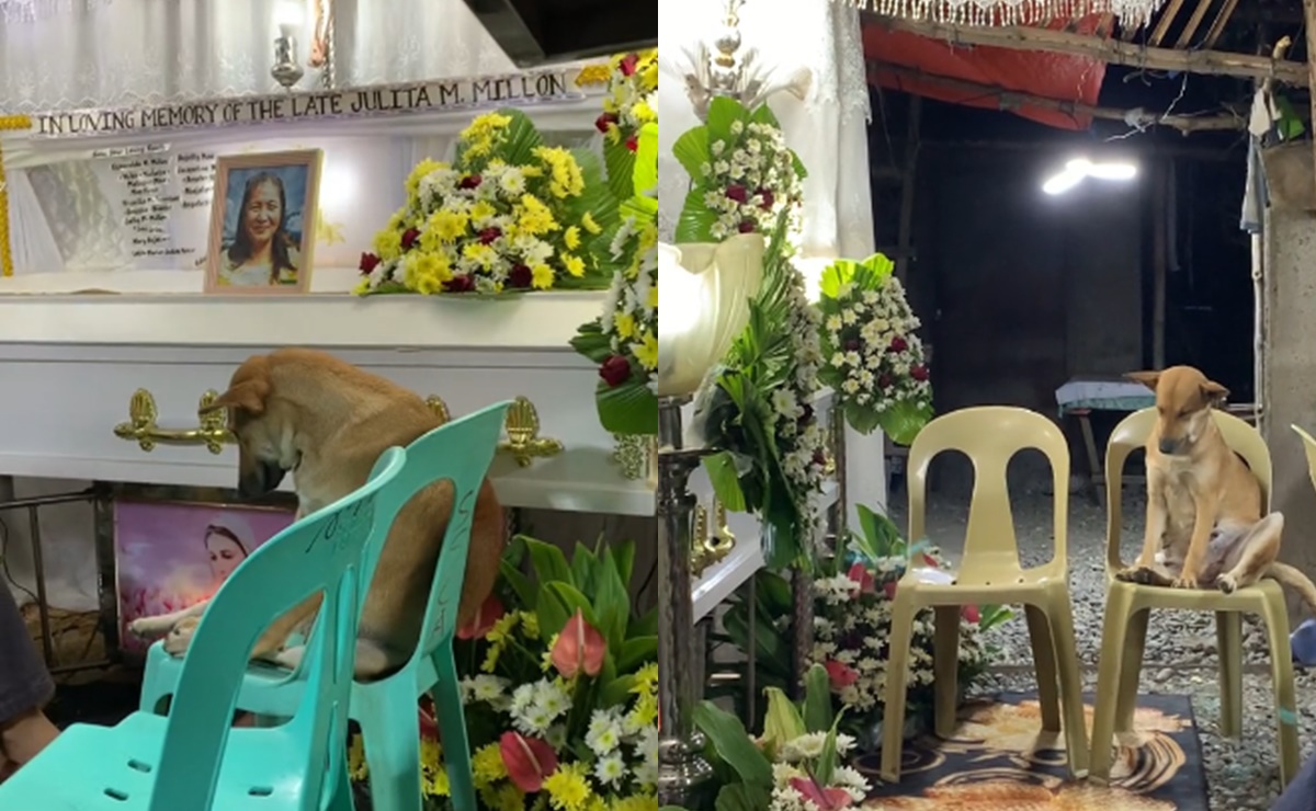 Perrito asiste al funeral de su dueña y su reacción entristece en redes sociales. VIDEO 