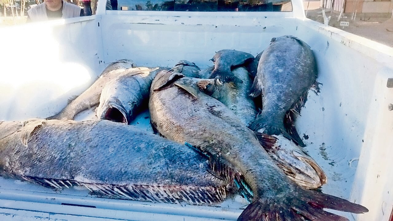 Detienen a presunto líder del Cártel del Mar, dedicado al tráfico de Totoaba en Baja California