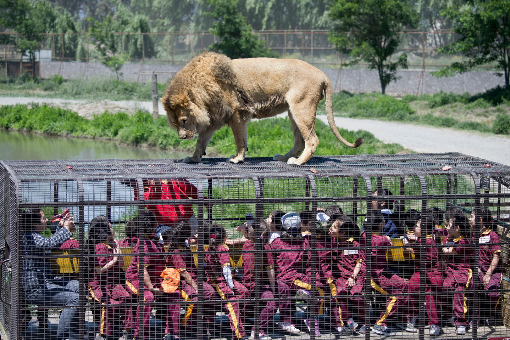 El zoológico donde enjaulan a los visitantes