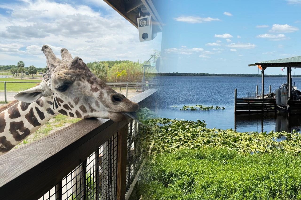 Wild Florida: Así es el parque safari donde también te adentras a los pasajes de Florida