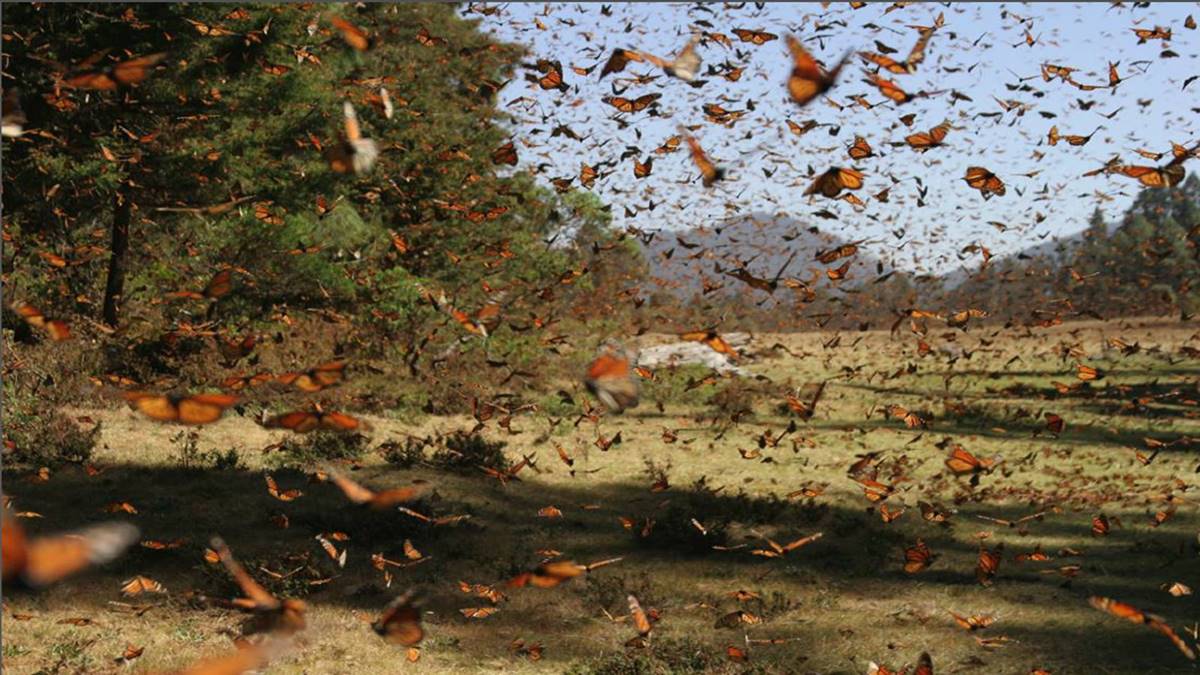 Edomex: dónde están los santuarios de la mariposa monarca