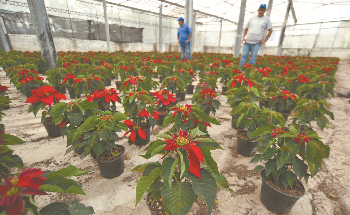 La llave prehispánica para recuperar la flor de Nochebuena