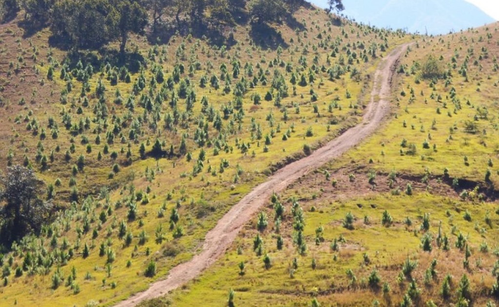 ​Inicia en México evaluación de bosques del mundo de la FAO