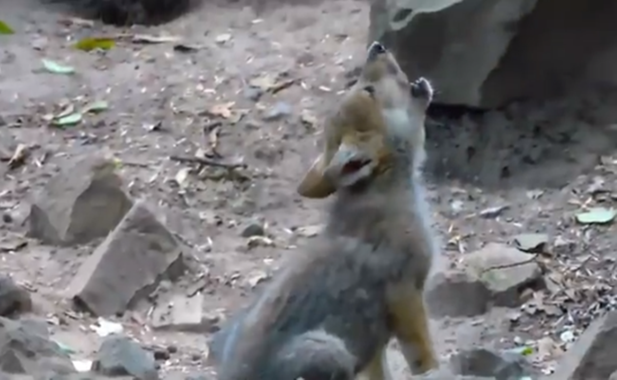 Captan en video los primeros aullidos de cachorro de lobo nacido en Zoológico de Chapultepec