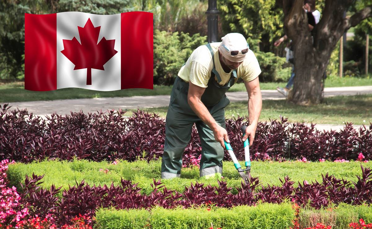 Compañía solicita jardineros mexicanos para trabajo en Canadá; paga $46,000