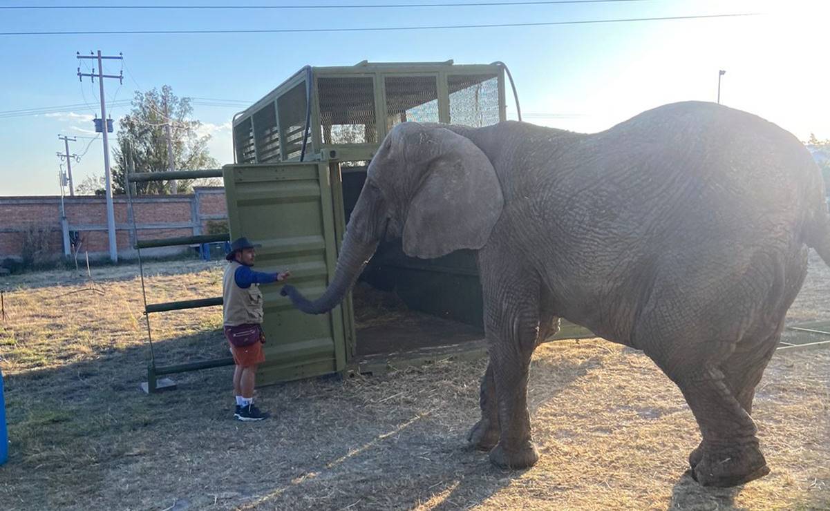 Elefanta Annie llegará al  Zoológico de San Juan de Aragón