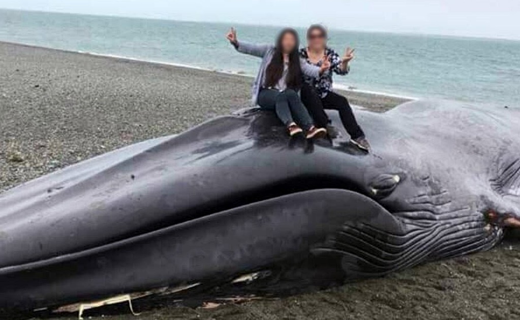 'Grafitean' con cuchillo a ballena varada en Chile y se toman selfie sobre ella